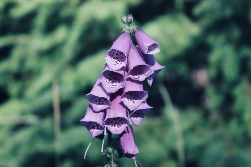 Mount st helens gniew zamienionej w gore indianki1