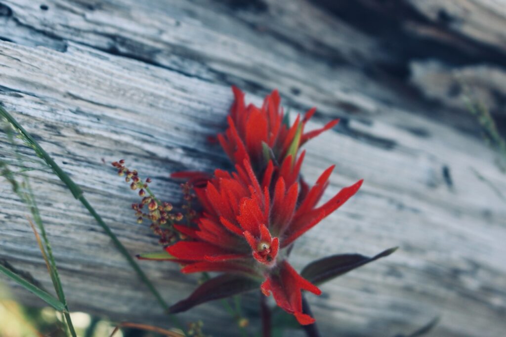 Mount st helens gniew zamienionej w gore indianki4